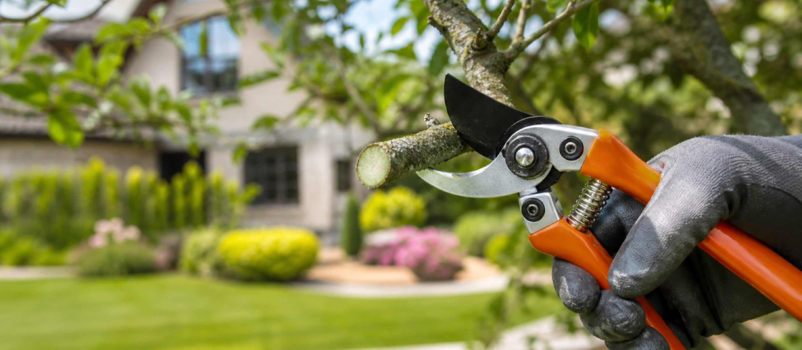 Tree pruning